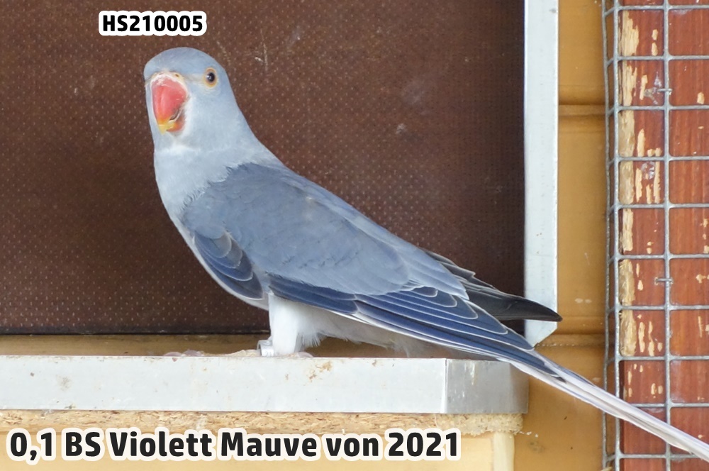 0,1 BS Violett Mauve