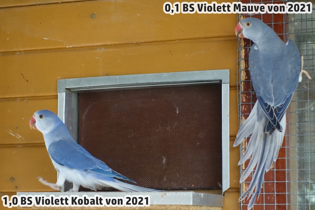 0,1 BS Violett Mauve und 1,0 BS Violett Kobalt