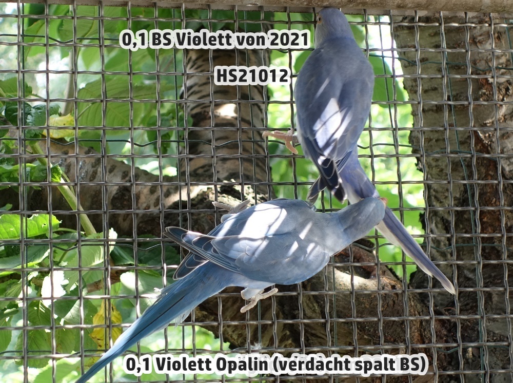 0,1 BS Violett und 0,1 Violett Opalin (verdacht /BS)