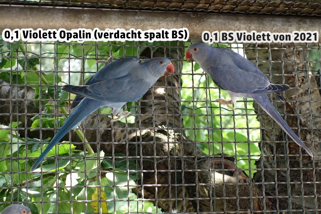 0,1 Violett Opalin (verdacht /BS) und 0,1 BS Violett