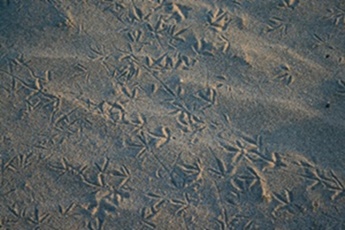 Vogelabdrücke Füsse im Sand